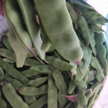 油豆一点红