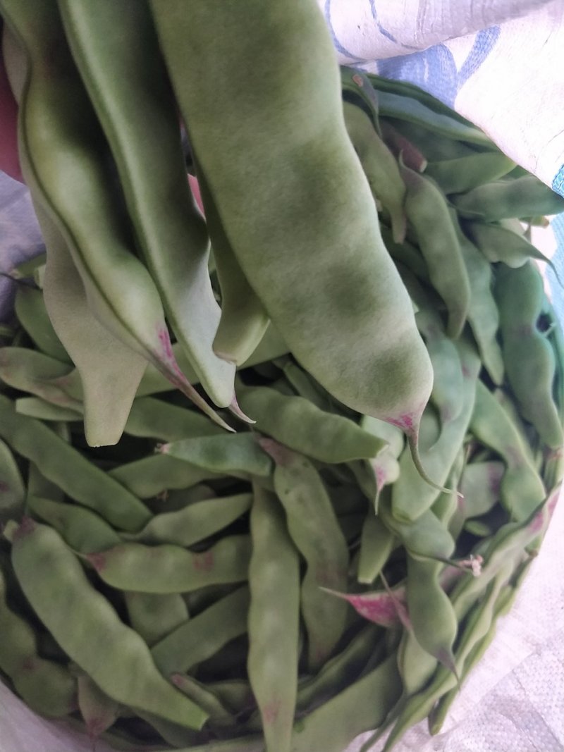 油豆一点红