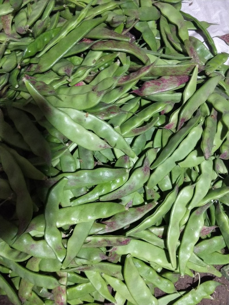 油豆一点红