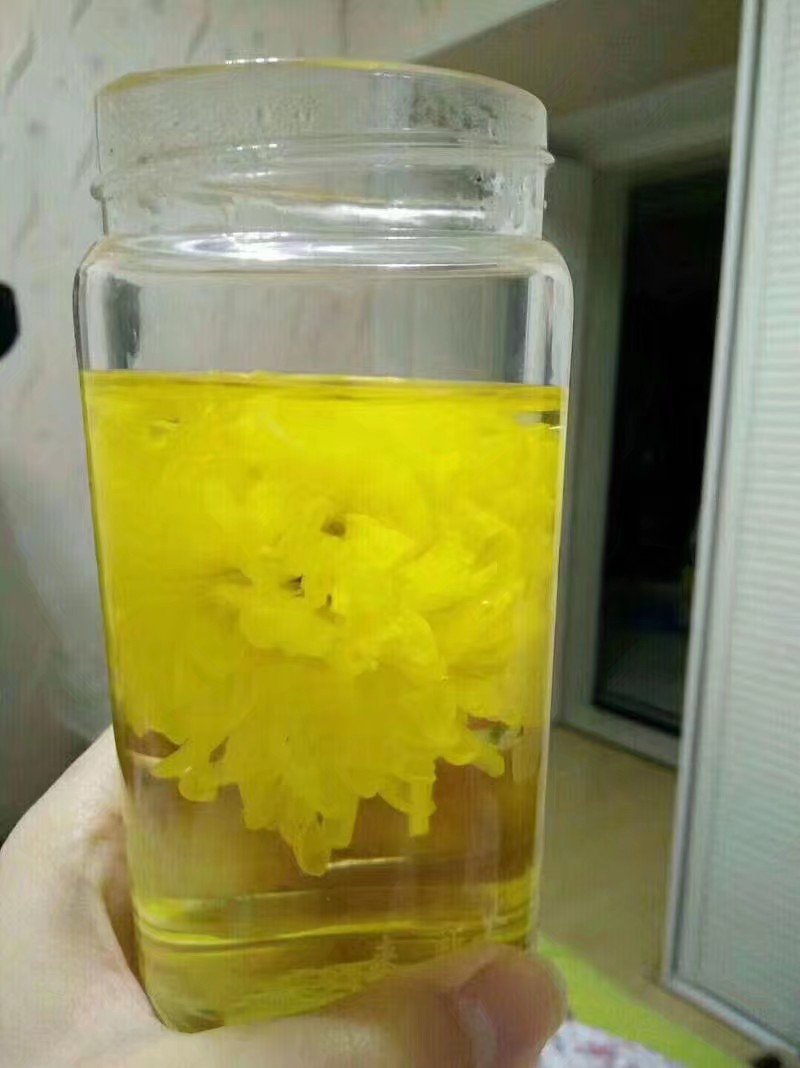 菊花黄山公菊
