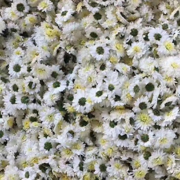 菊花黄山公菊