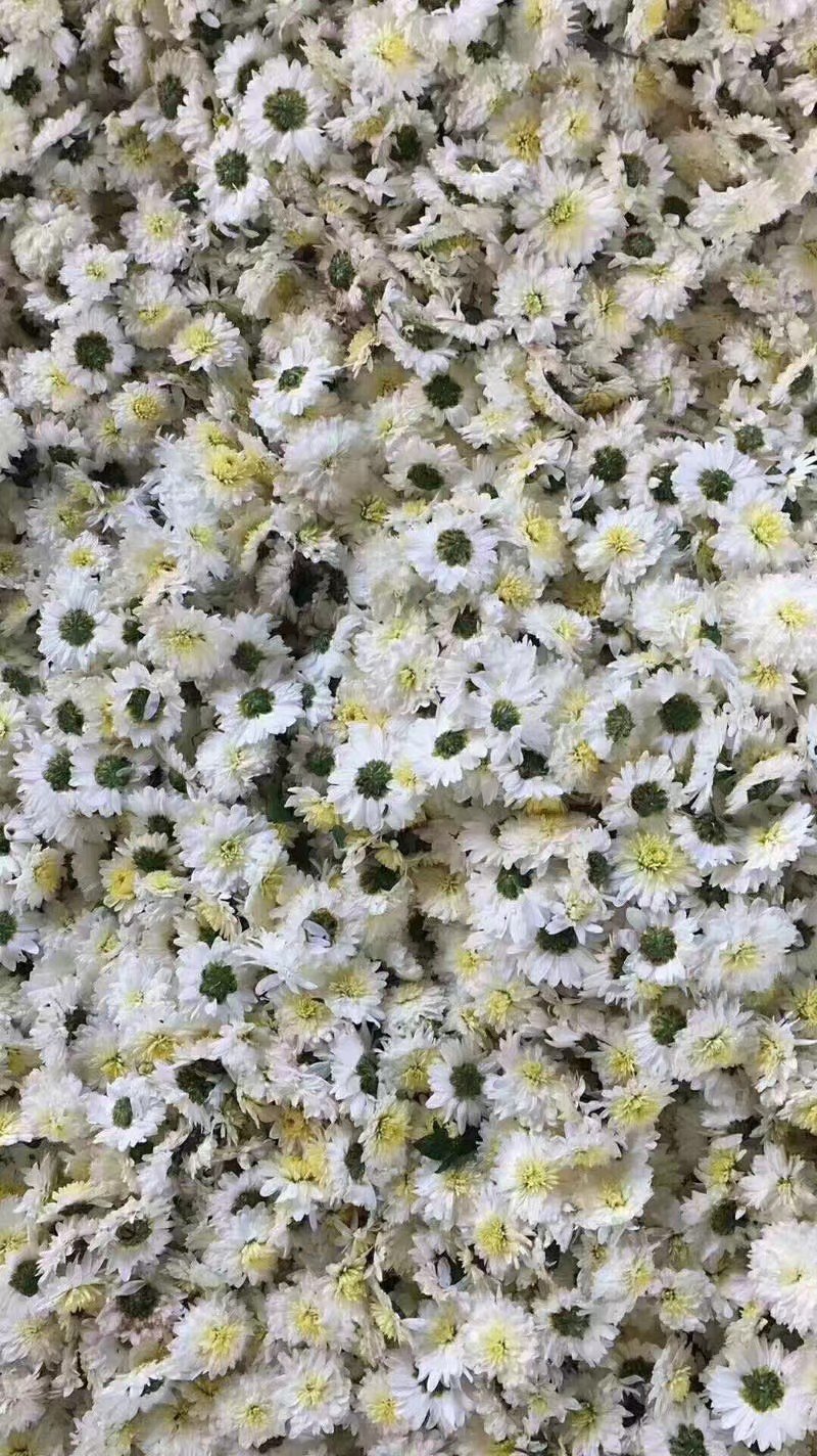 菊花黄山公菊