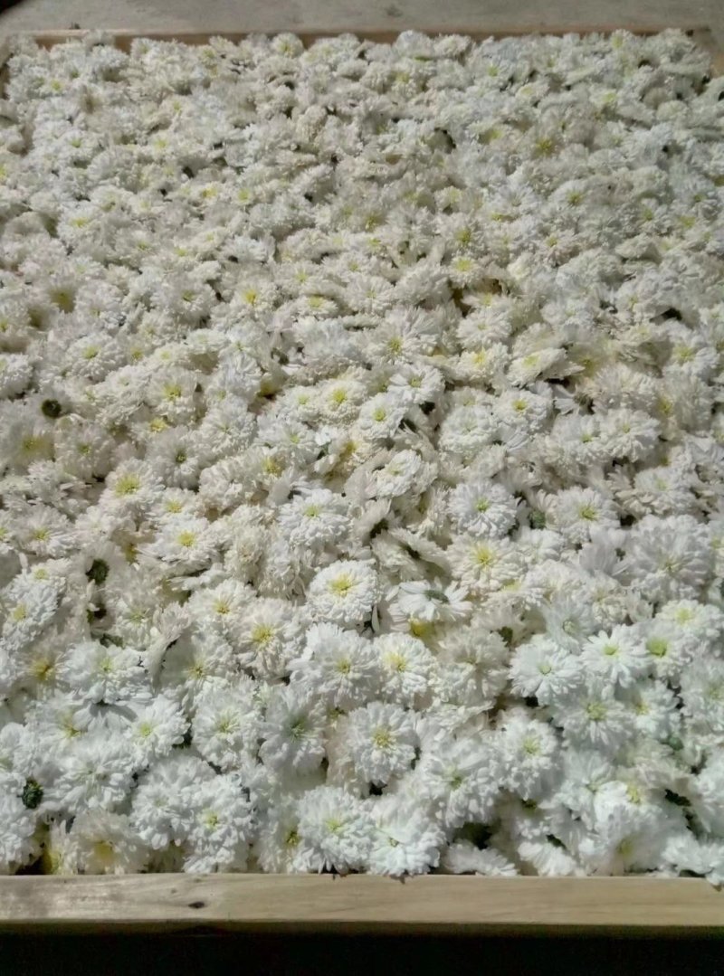 菊花黄山公菊