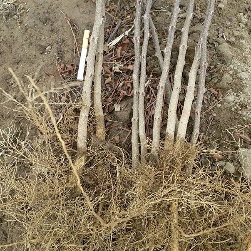 大红袍花椒苗根系发达，抗病强，适合做篱笆墙，采摘