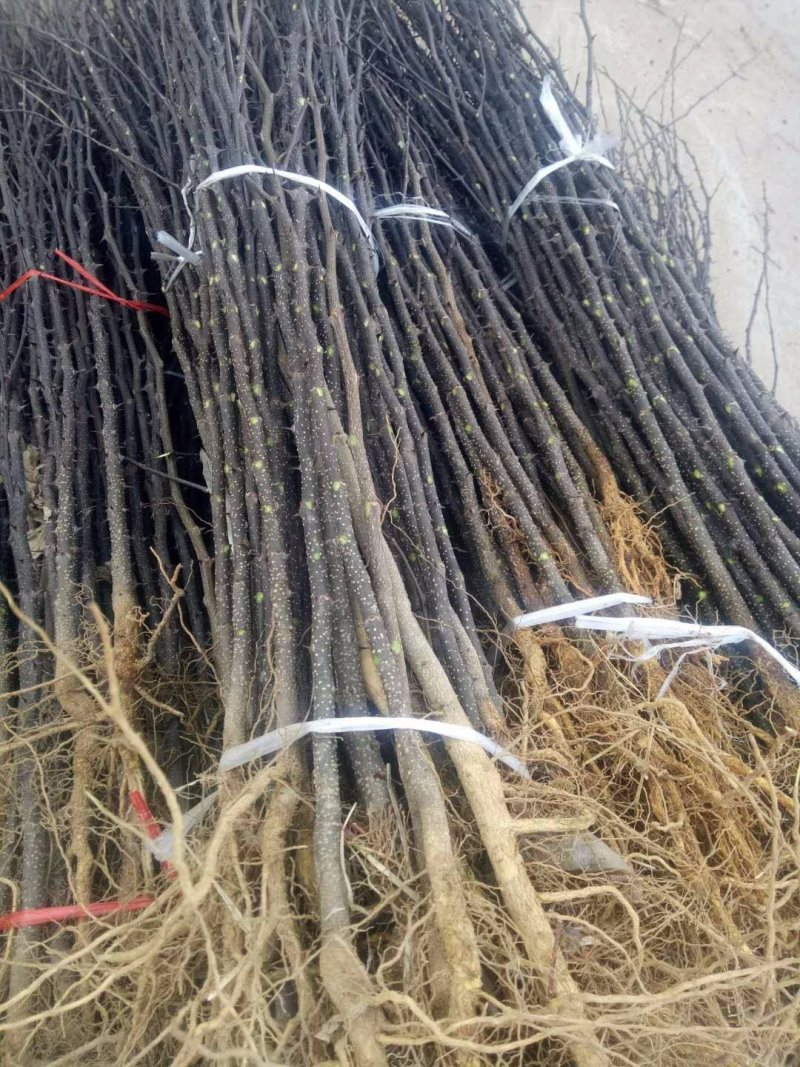 大红袍花椒苗根系发达，抗病强，适合做篱笆墙，采摘