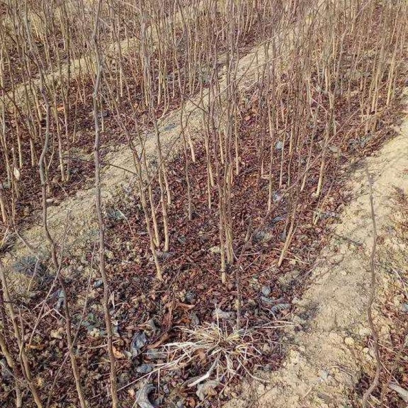 大红袍花椒苗根系发达，抗病强，适合做篱笆墙，采摘