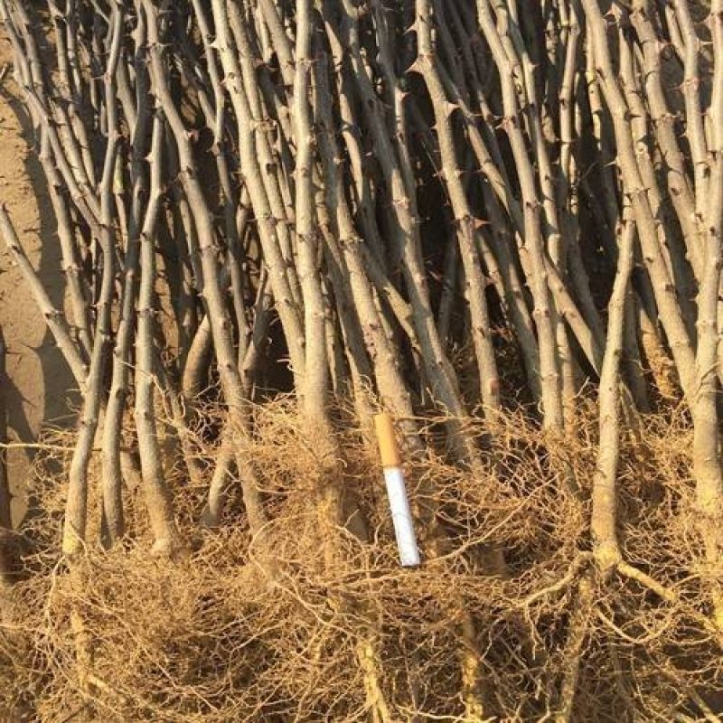大红袍花椒苗根系发达，抗病强，适合做篱笆墙，采摘