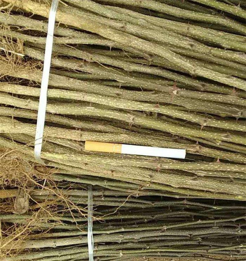 大红袍花椒苗根系发达，抗病强，适合做篱笆墙，采摘