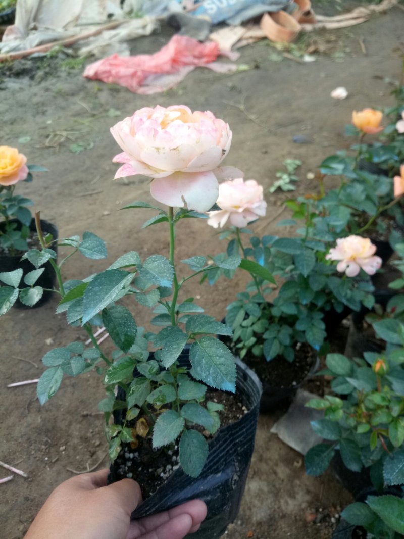 盆栽月季花苗欧州月季大花基地直发欢迎实地考察