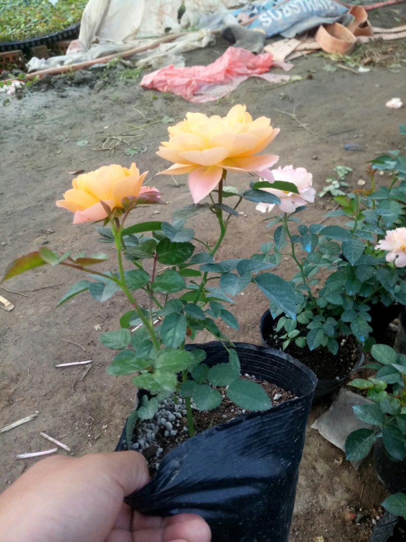 盆栽月季花苗欧州月季大花基地直发欢迎实地考察
