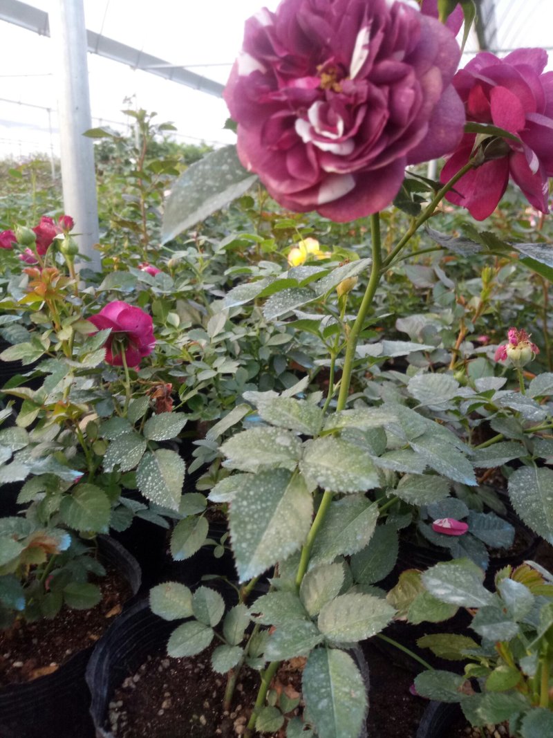 盆栽月季花苗欧州月季大花基地直发欢迎实地考察