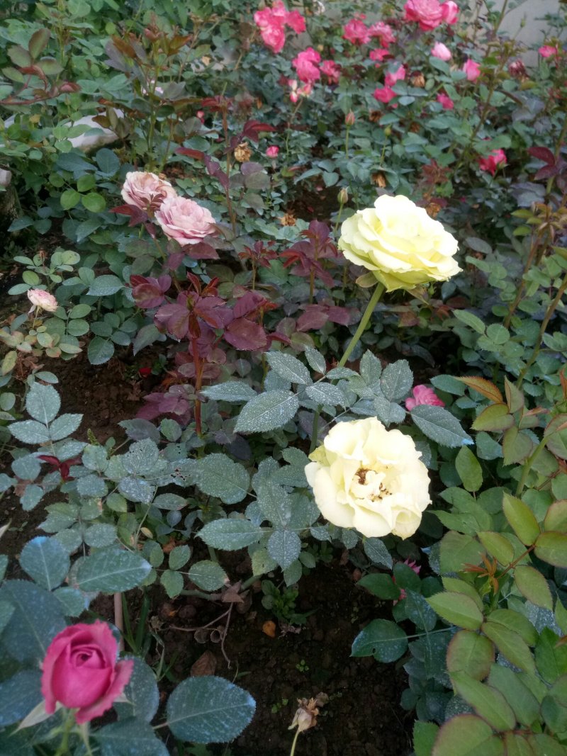 盆栽月季花苗欧州月季大花基地直发欢迎实地考察