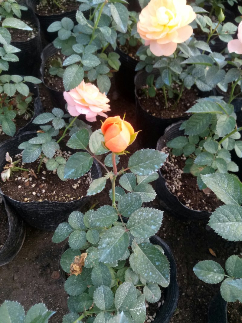 盆栽月季花苗欧州月季大花基地直发欢迎实地考察