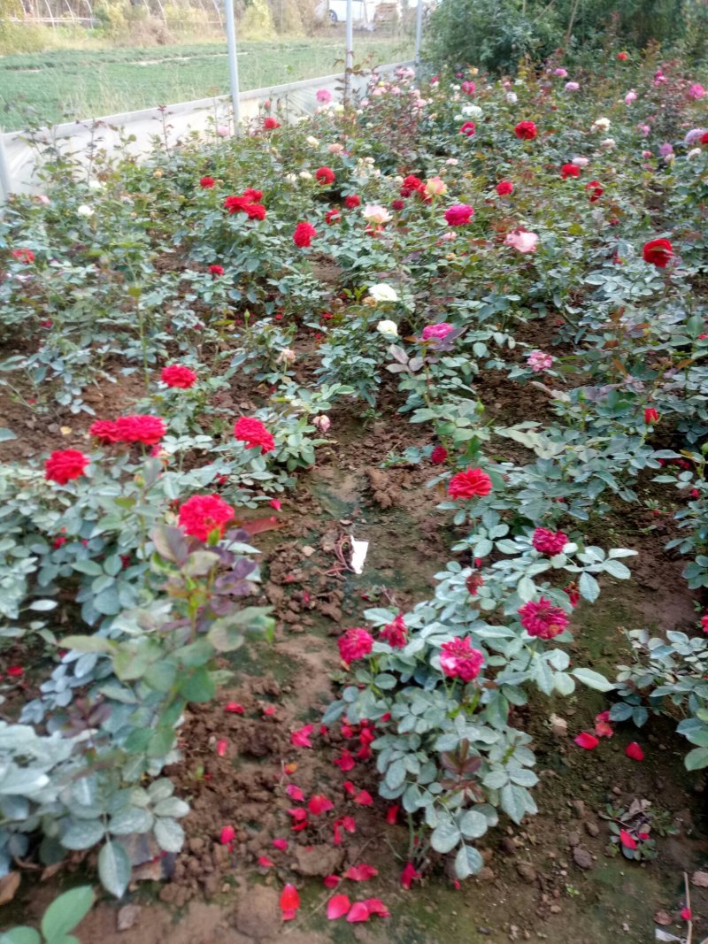 盆栽月季花苗欧州月季大花基地直发欢迎实地考察