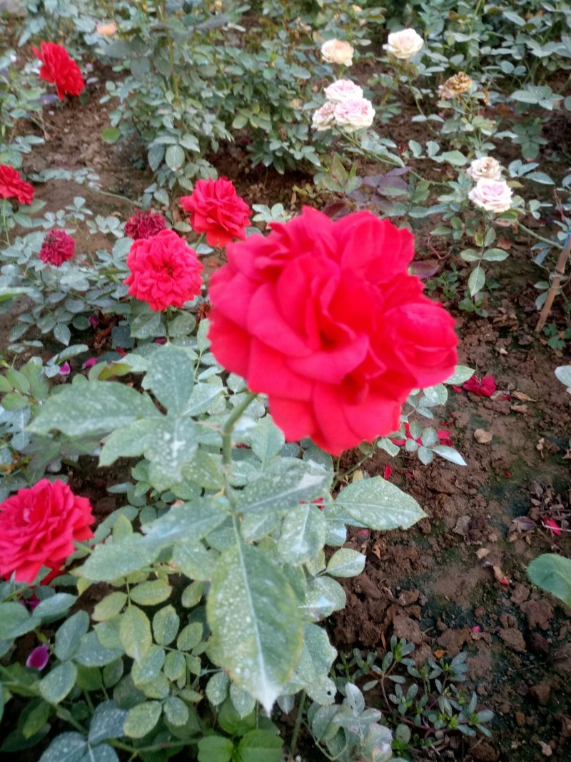 盆栽月季花苗欧州月季大花基地直发欢迎实地考察