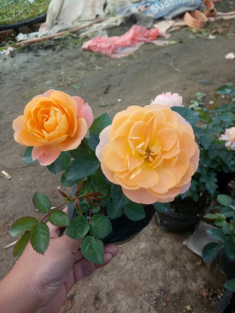 盆栽月季花苗欧州月季大花基地直发欢迎实地考察