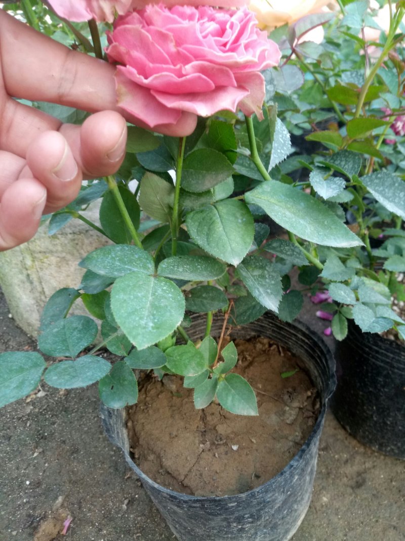 盆栽月季花苗欧州月季大花基地直发欢迎实地考察