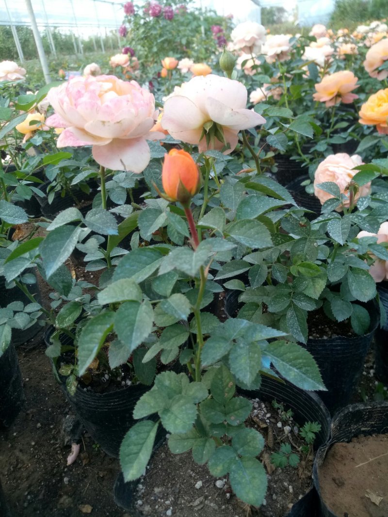 盆栽月季花苗欧州月季大花基地直发欢迎实地考察