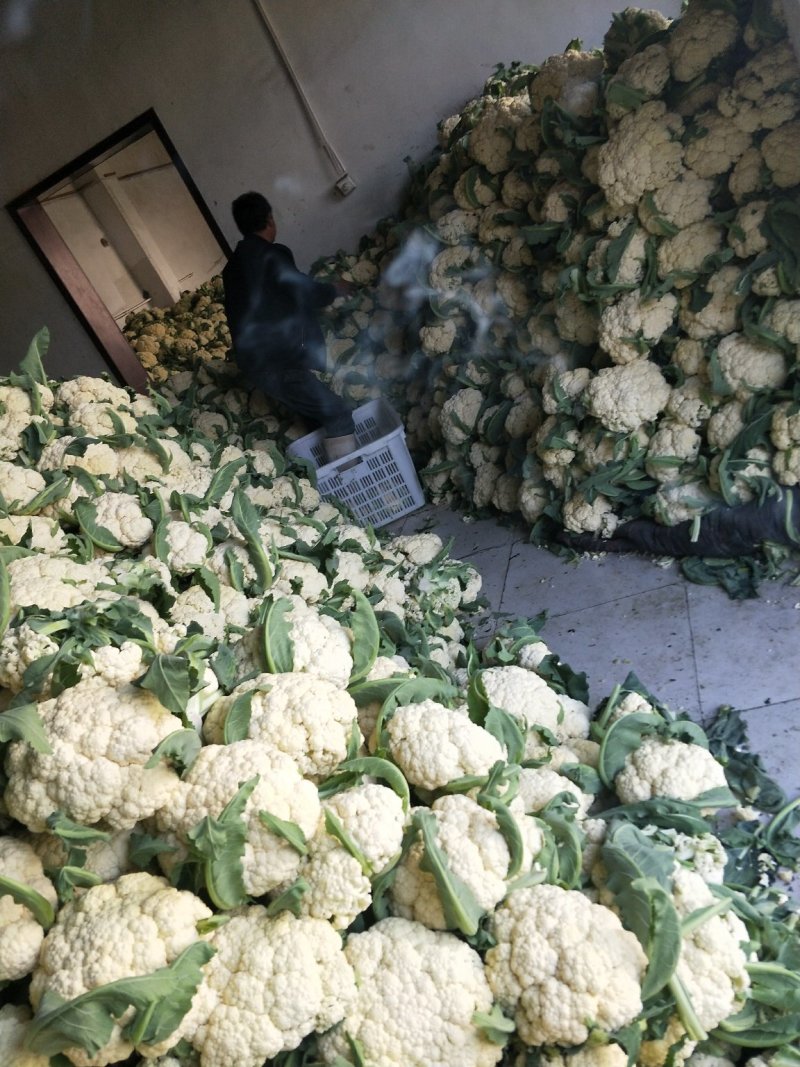 山东有机菜花产地批发大量上市中