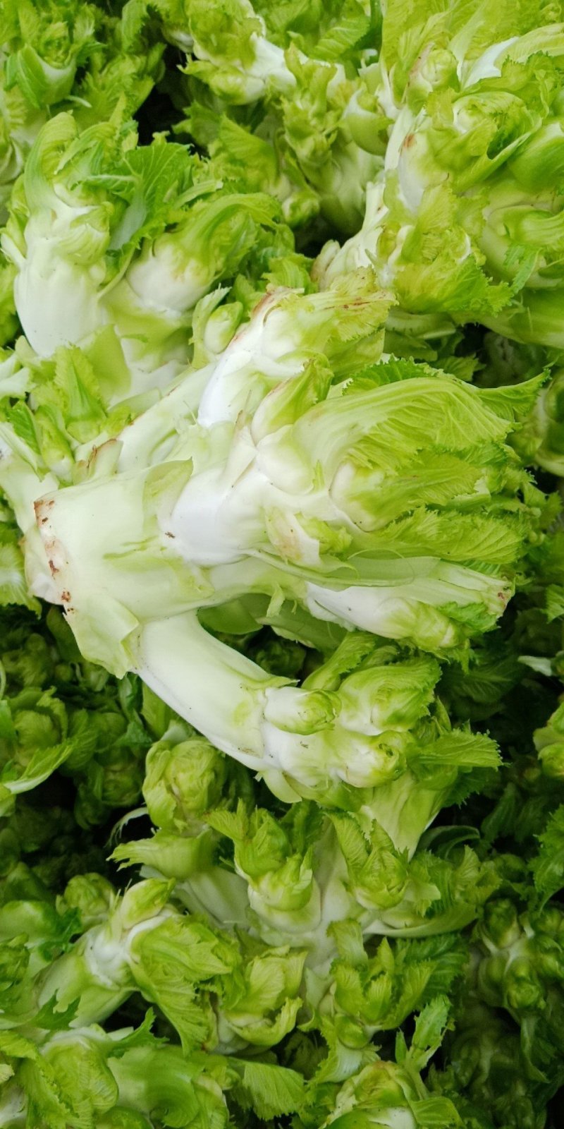 儿菜