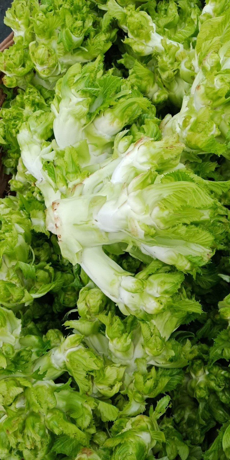儿菜