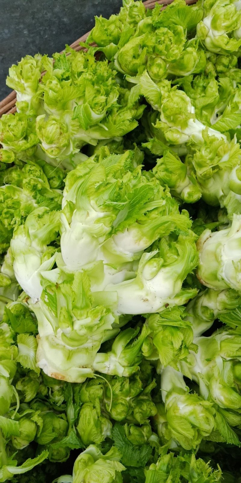 儿菜