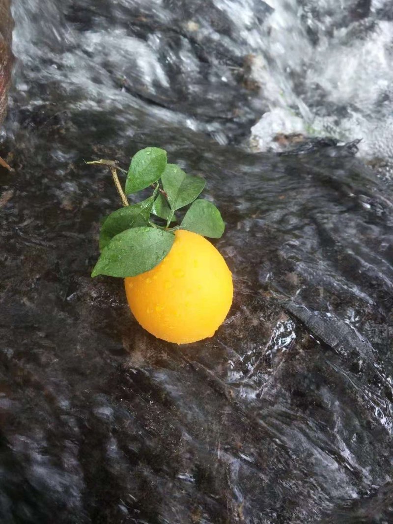 赣南脐橙