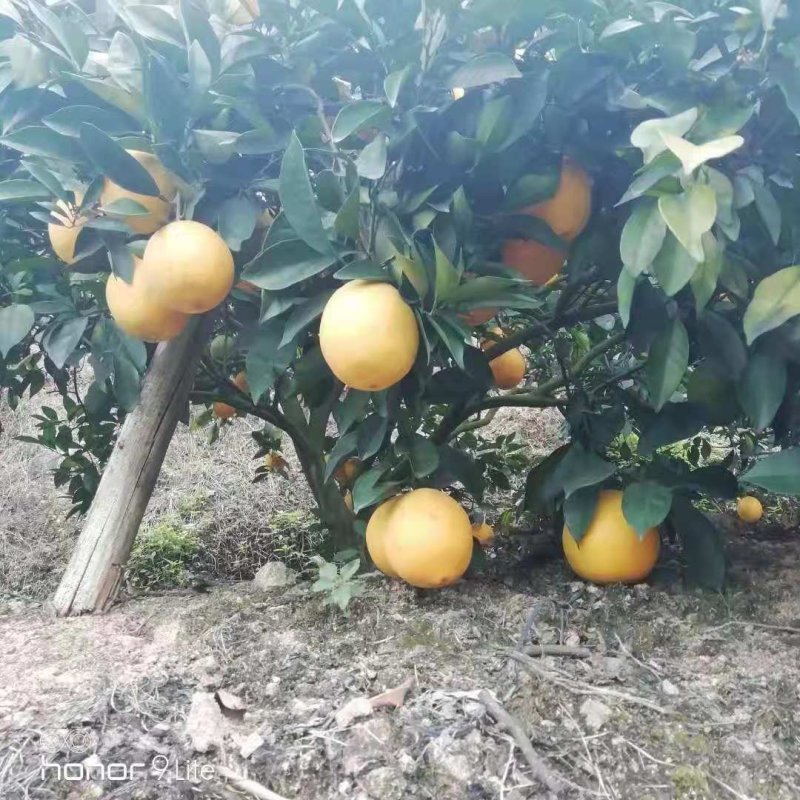 赣南脐橙