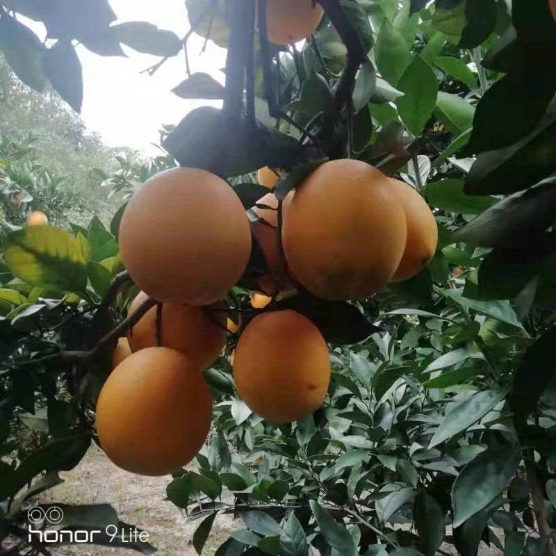 赣南脐橙