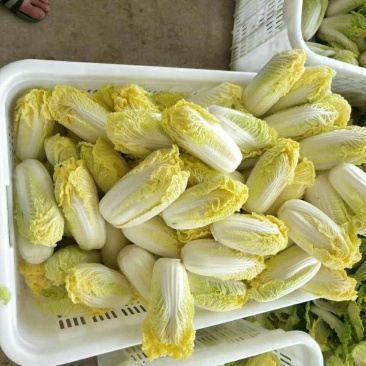 娃娃菜