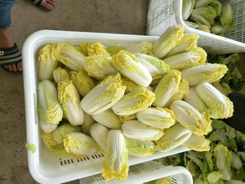 娃娃菜