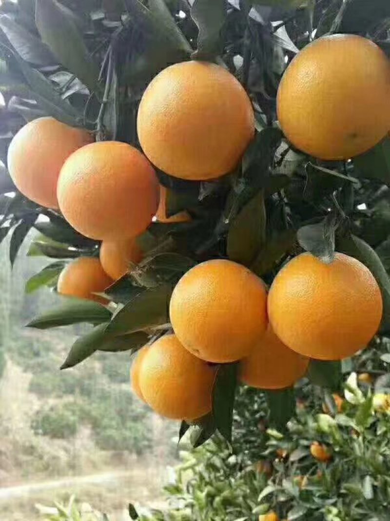 湖南麻阳冰糖橙