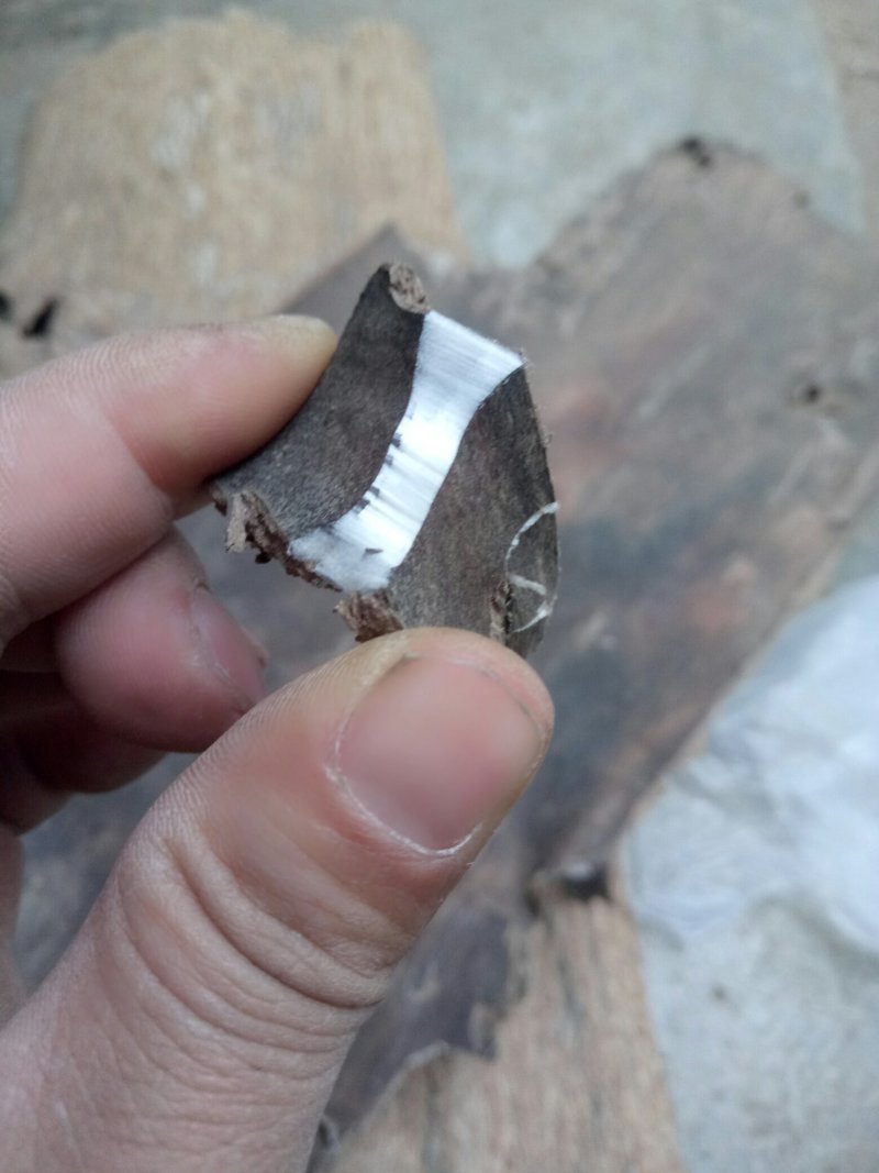 杜仲皮，选装四川货刮皮质量很好新货金丝不白