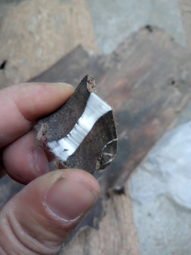 杜仲皮，选装四川货刮皮质量很好新货金丝不白