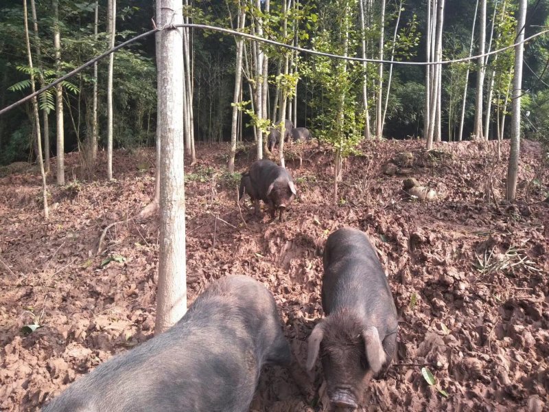 正宗四川沐川县农村传统烟熏土猪腊肉，香肠。