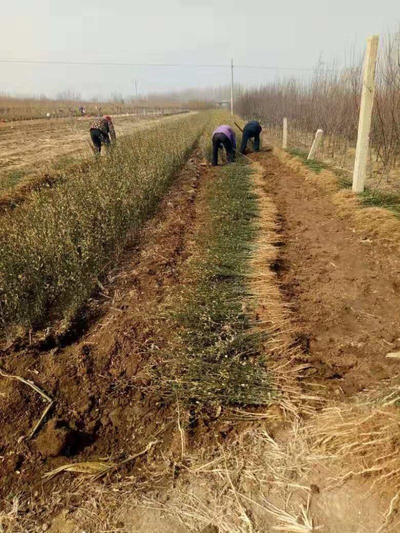 优质枳壳苗:枳壳苗粗壮根系发达北方苗无病毒量大从优