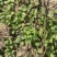 二月兰花一斤15元