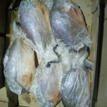 金红鲳有货