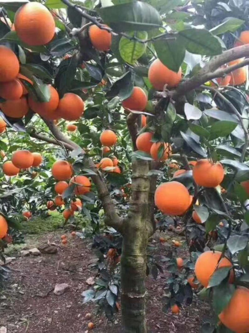 脐橙