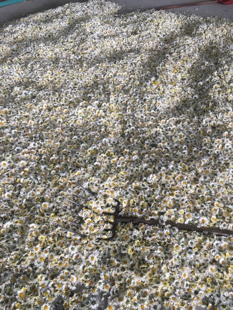 北京菊，苏北菊干货
