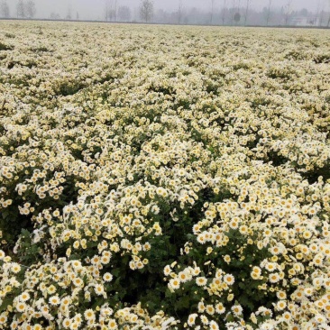 北京菊，苏北菊干货
