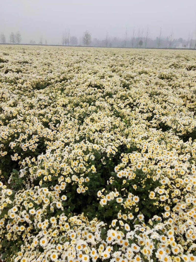 北京菊，苏北菊干货