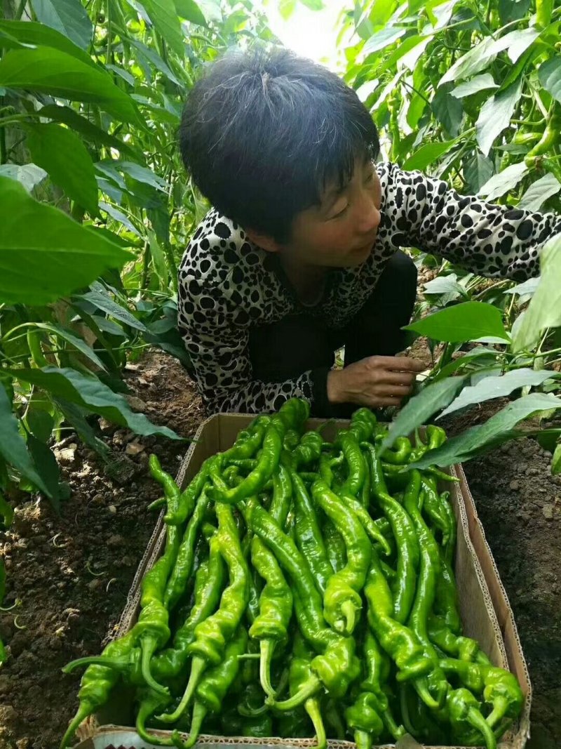 螺丝椒