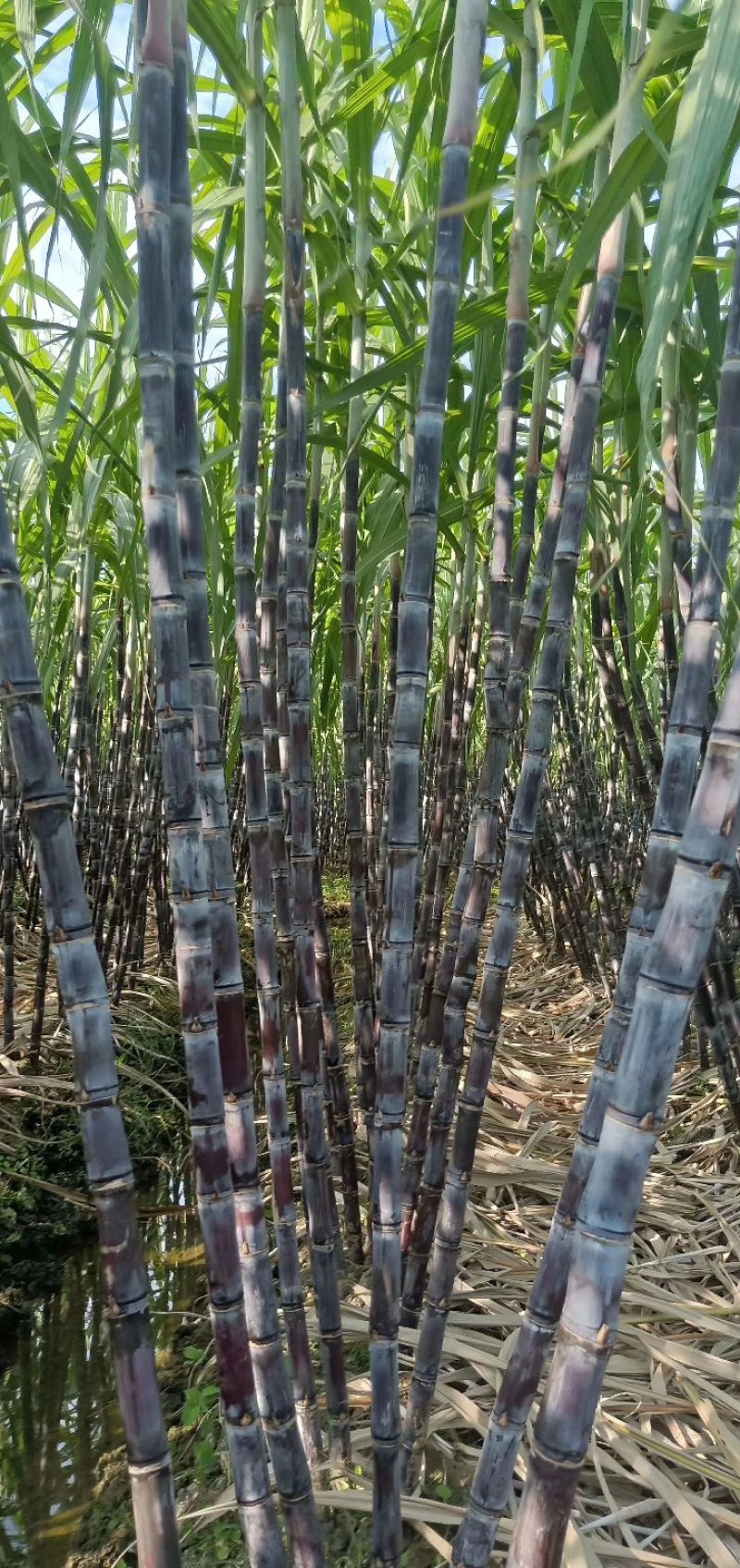 黑皮甘蔗（果甘）
