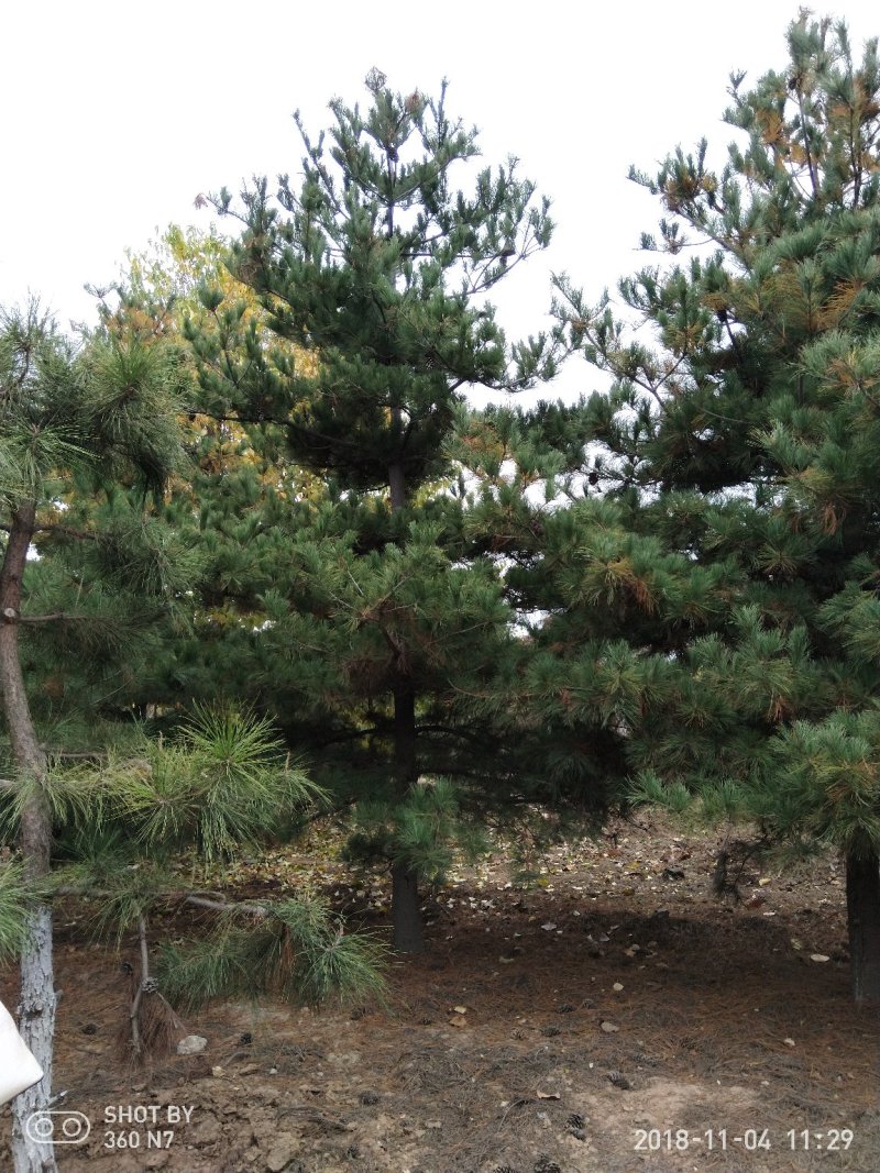 1.5米到6米华山松现在全部低价出售需要的联系