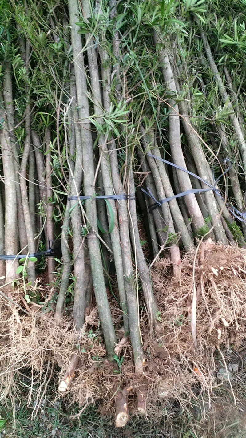 罗汉松地经2-3公分