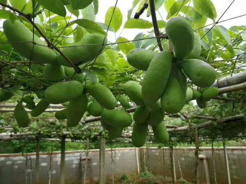 八月瓜八月炸中华肾果粉红皮紫皮皮薄果大肉多籽少苗