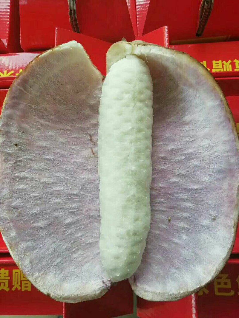 八月瓜八月炸中华肾果粉红皮紫皮皮薄果大肉多籽少苗
