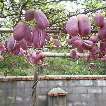 八月瓜八月炸中华肾果粉红皮紫皮皮薄果大肉多籽少苗