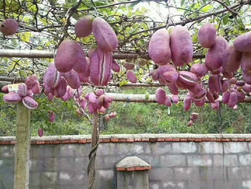 八月瓜八月炸中华肾果粉红皮紫皮皮薄果大肉多籽少苗
